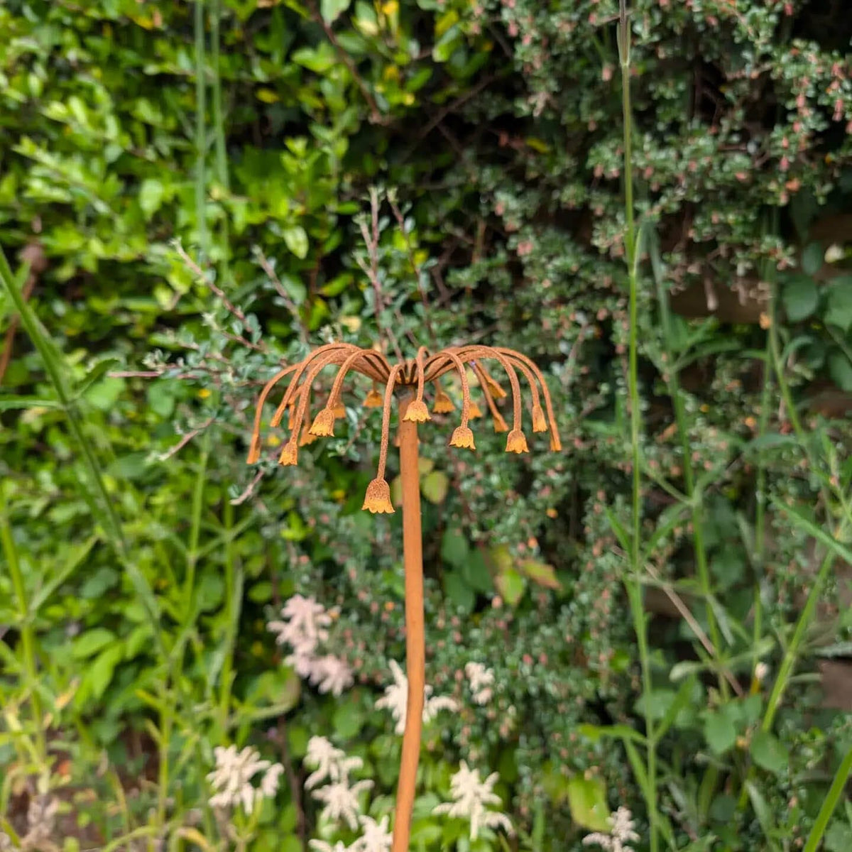 Sicilian Honey Garlic Flower