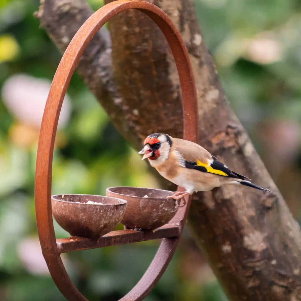 Double Hanging Bird Feeder Ring