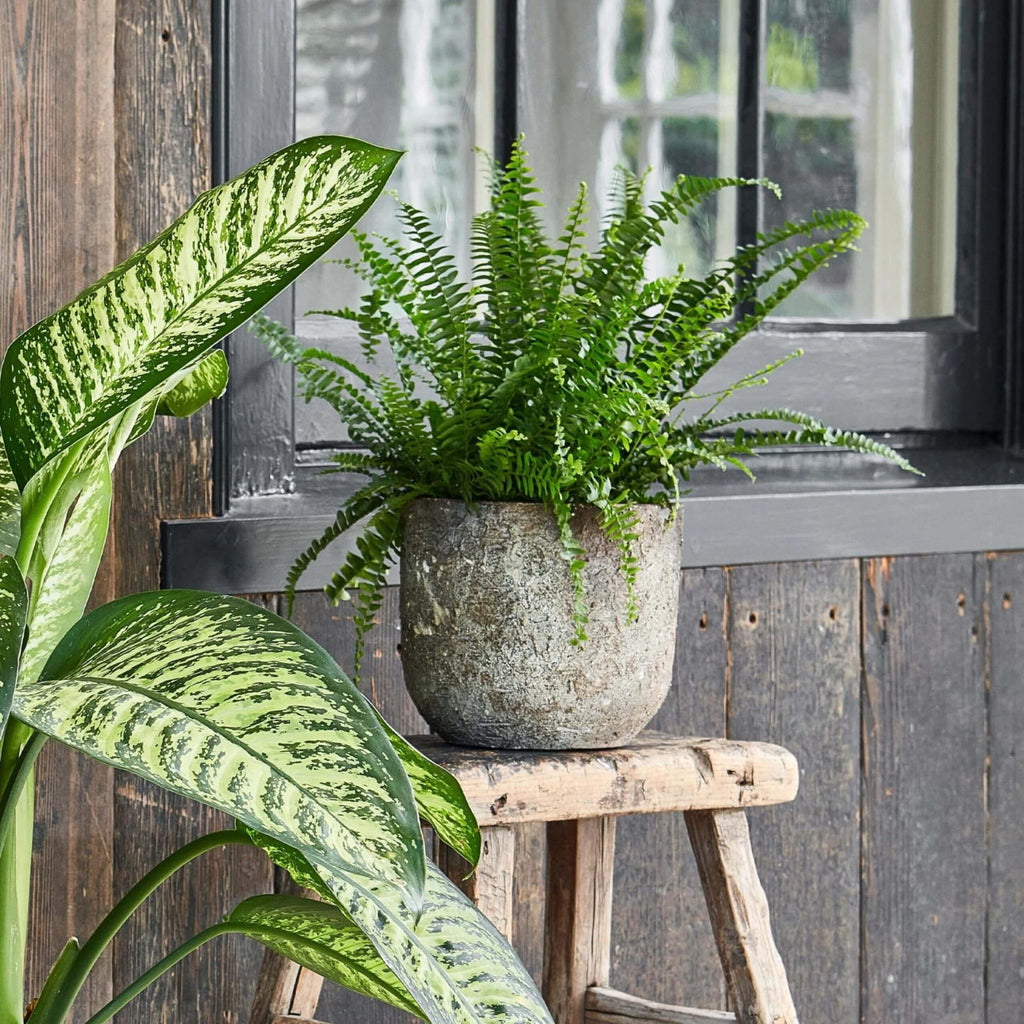 Albero Planter