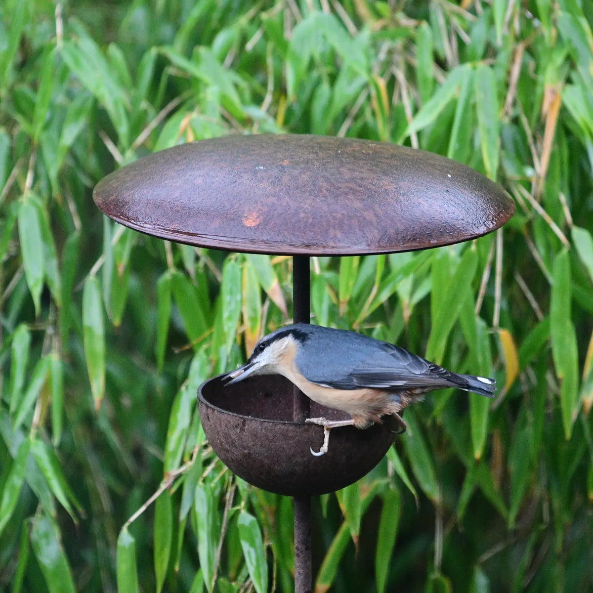 Bird Feeder Stake - Bird Feeding Station