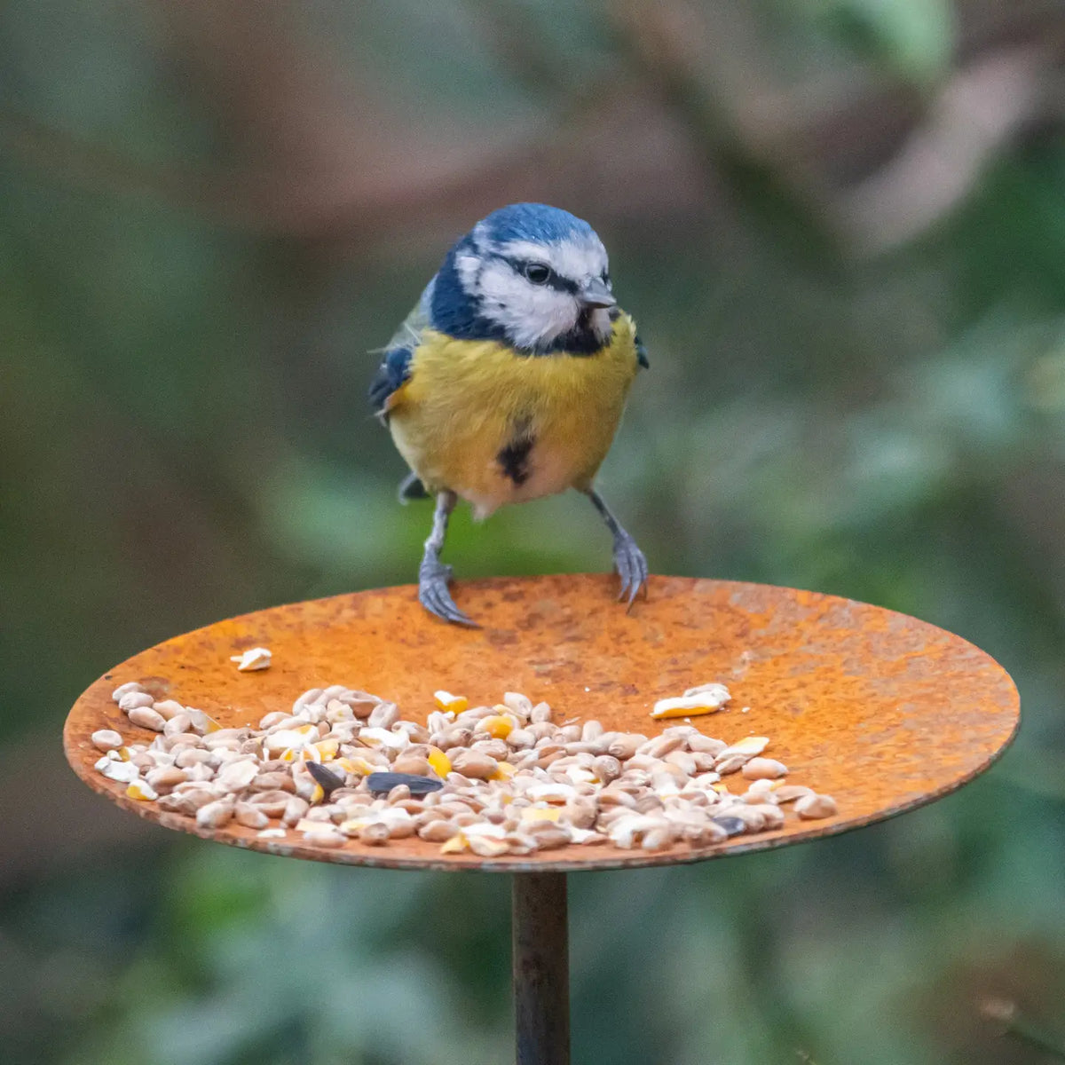 Bird Feeder Platform