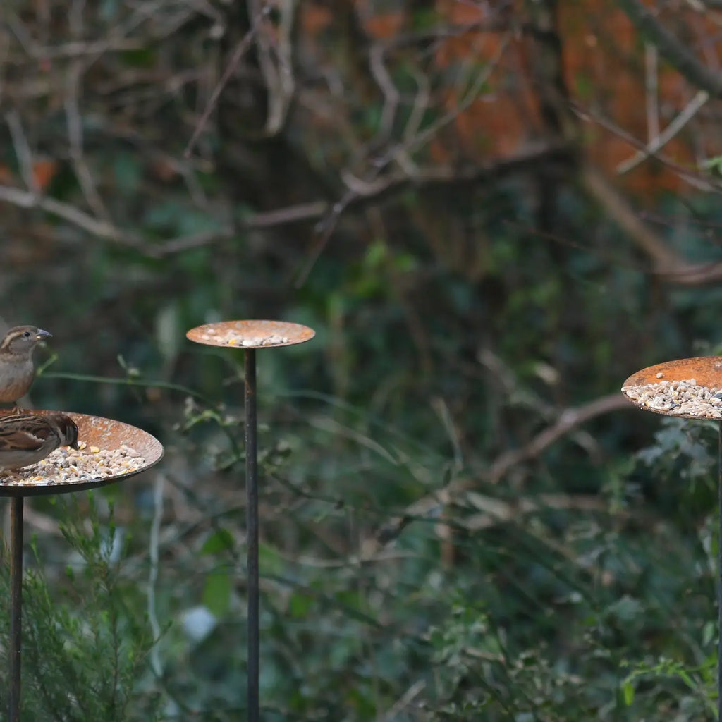 Bird Feeder Platform