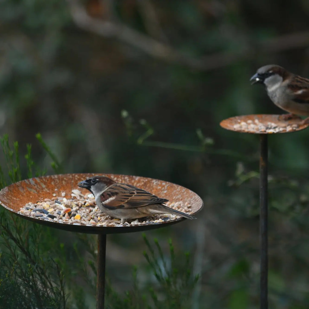 Bird Feeder Platform