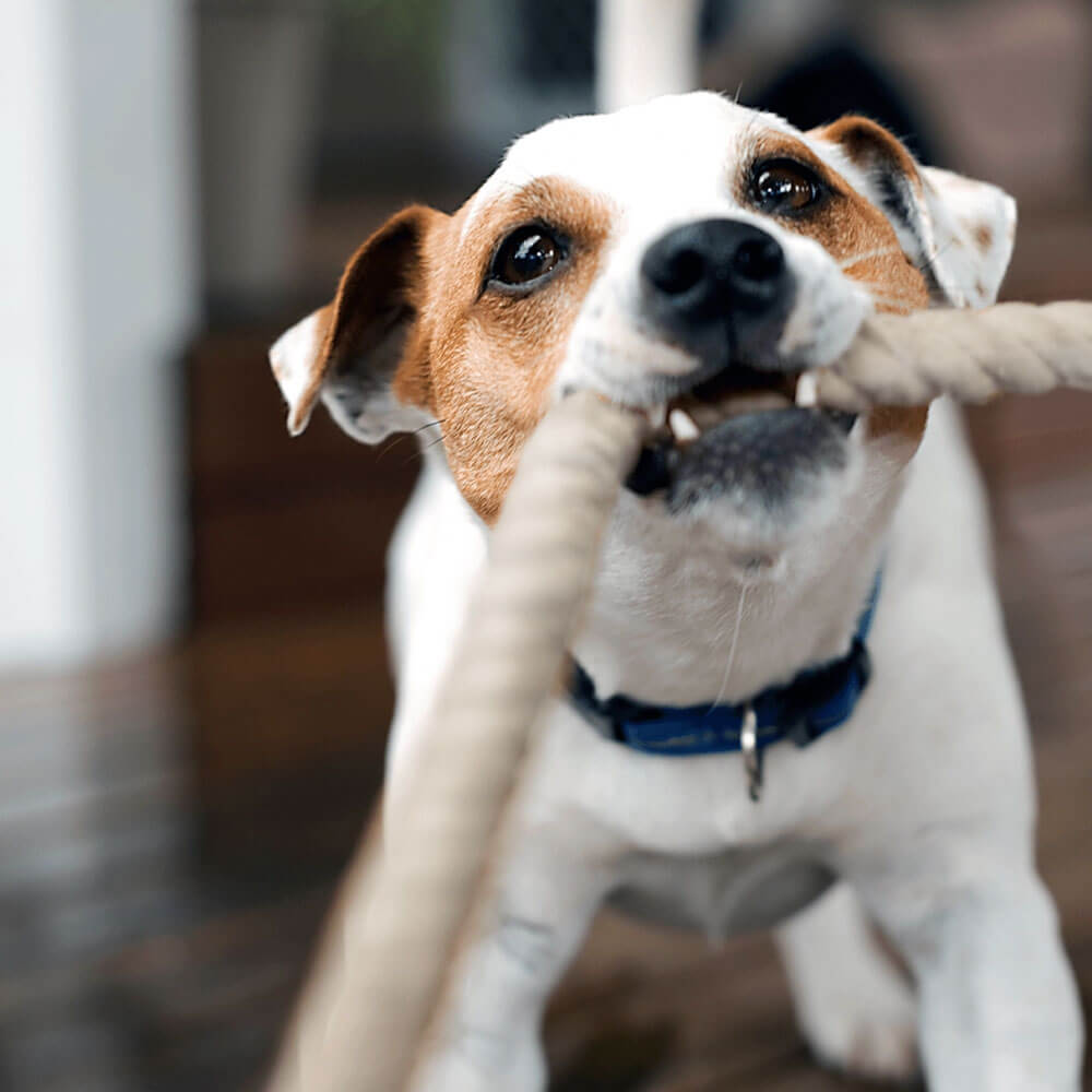 2 Knot Pulley Dog Toy