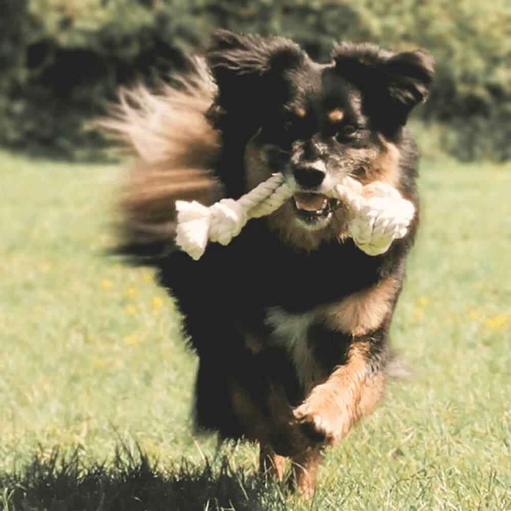 Eco Ball Dog Toy