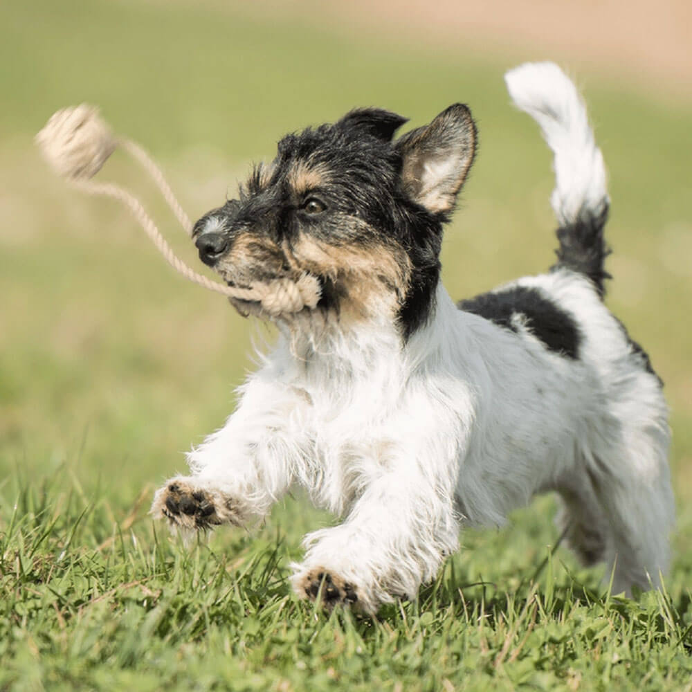 Pup's First Fetch & Tug Toy