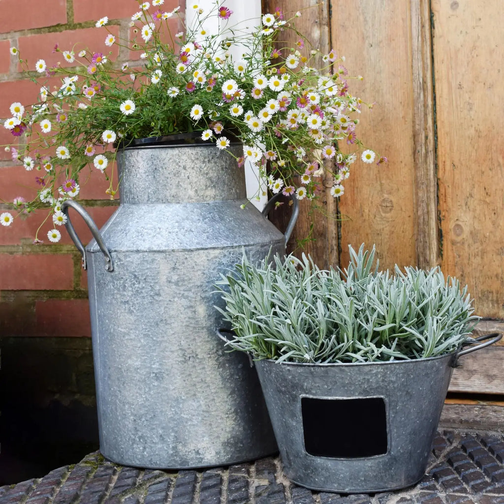 Outdoor Galvanised Milk Churn Planter