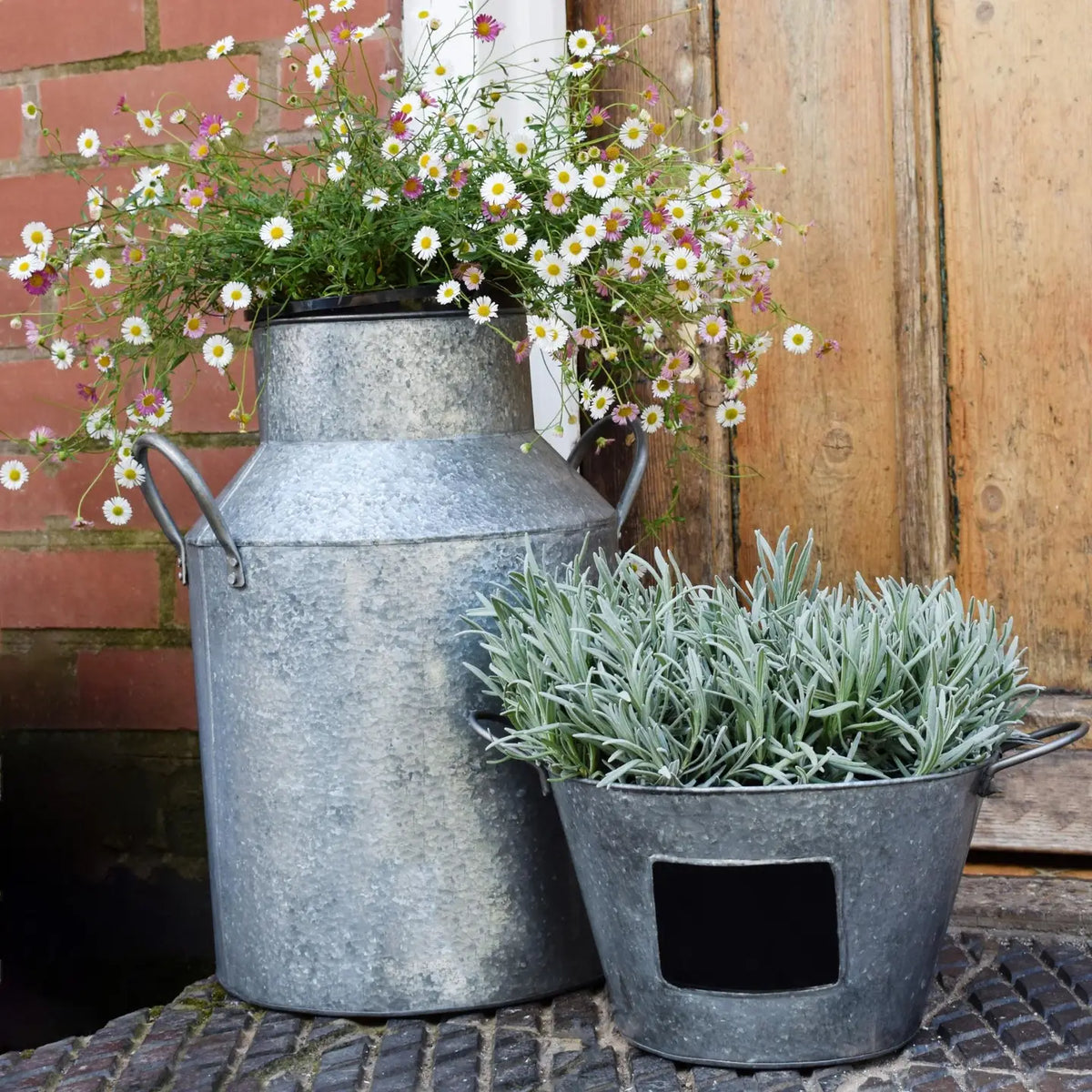 Outdoor Galvanised Milk Churn Planter