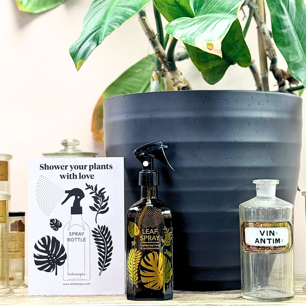 Glass Spray Mister For Your Plants