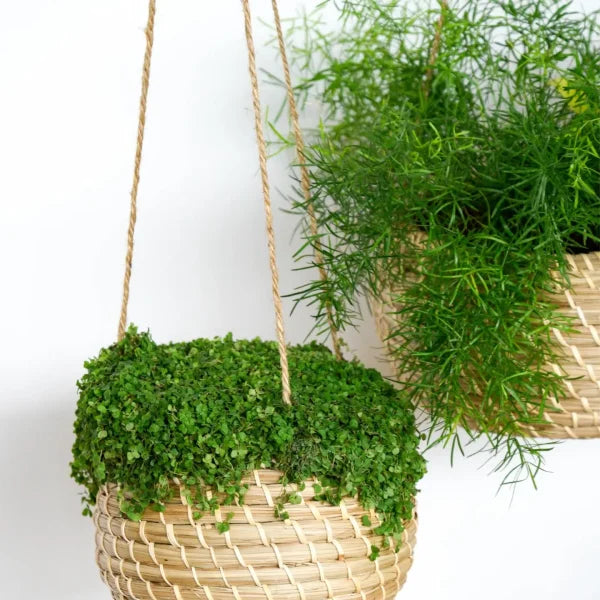 Set of 2 Sustainable Hanging Seagrass Planters