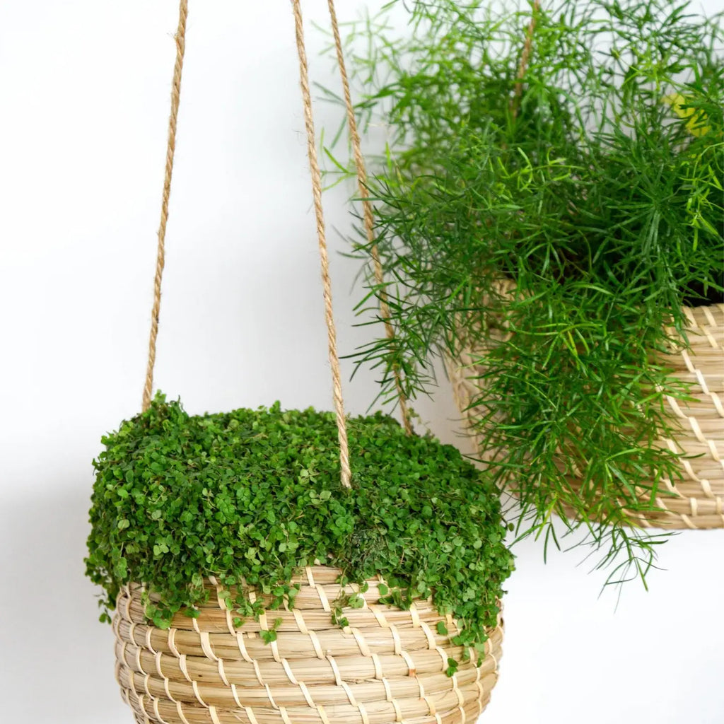 Set of 2 Sustainable Hanging Seagrass Planters