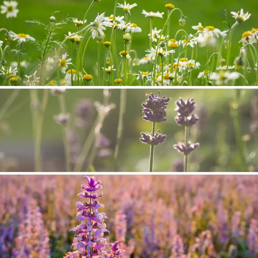 The Scented Garden - Organic Herb Seeds