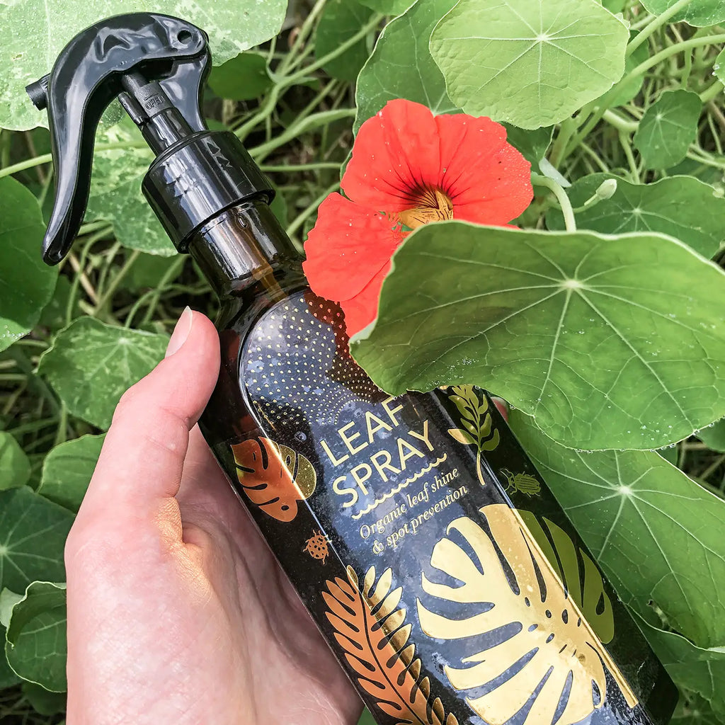 Glass Spray Mister For Your Plants