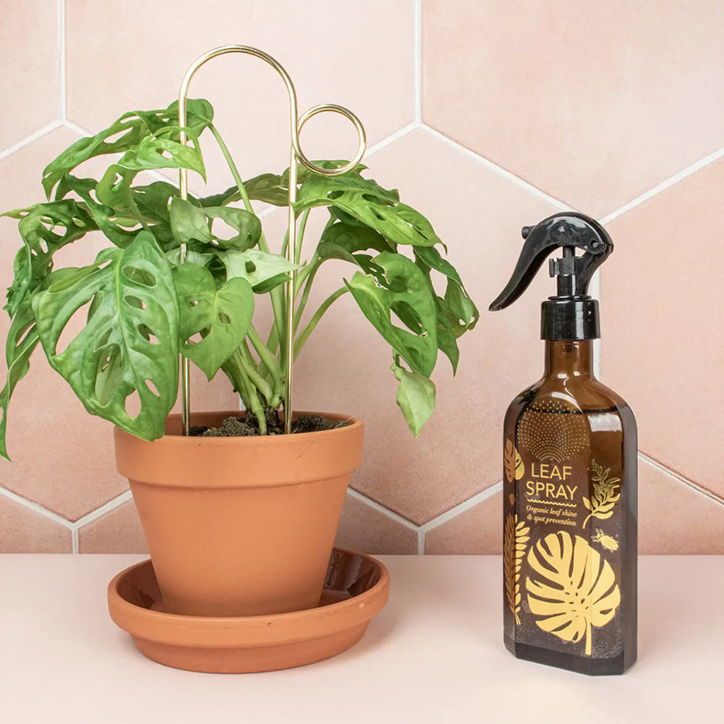 Glass Spray Mister For Your Plants