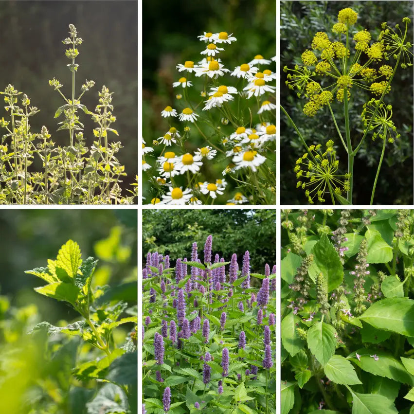 Herbal Tea Garden - Organic Herb Seeds