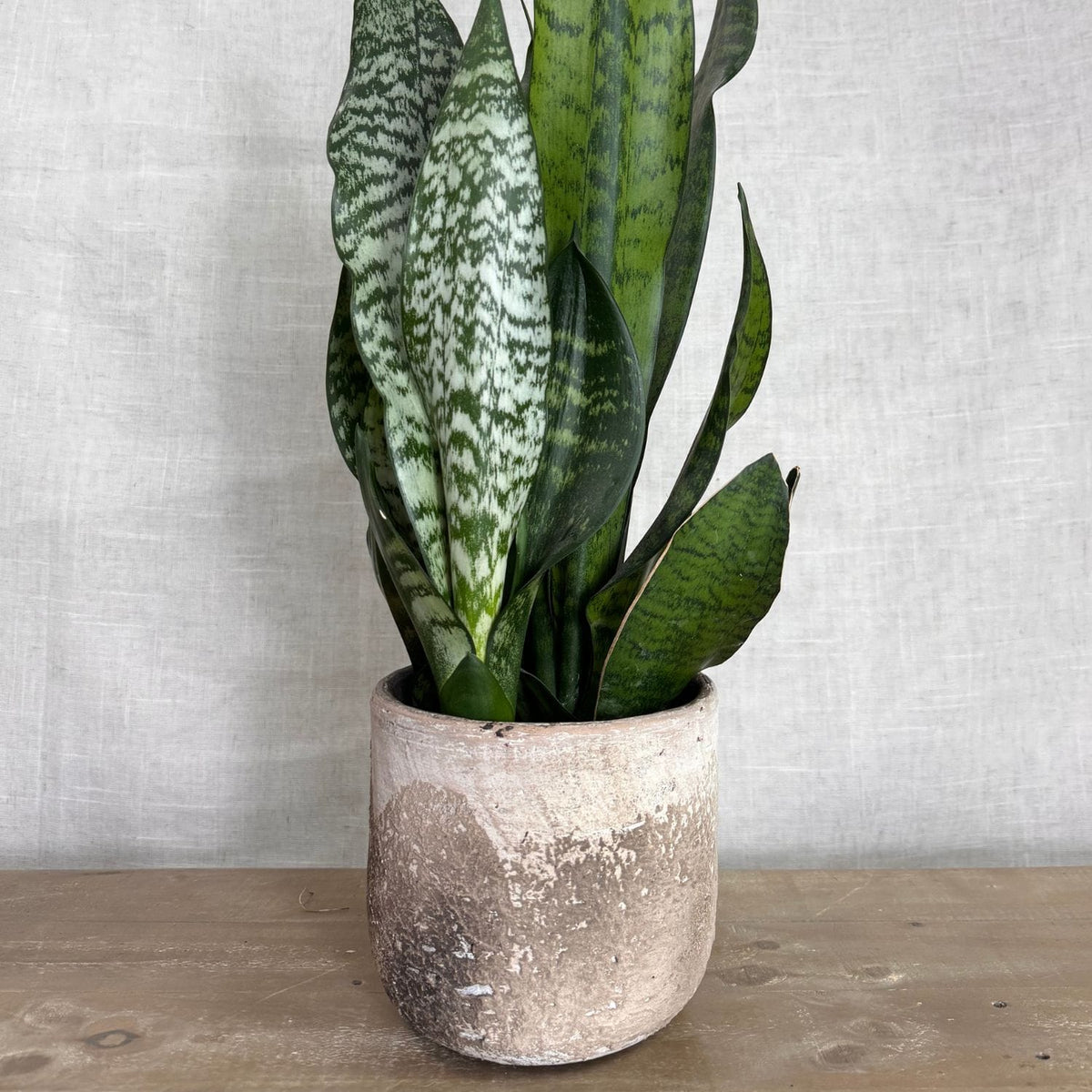 Albero Planter
