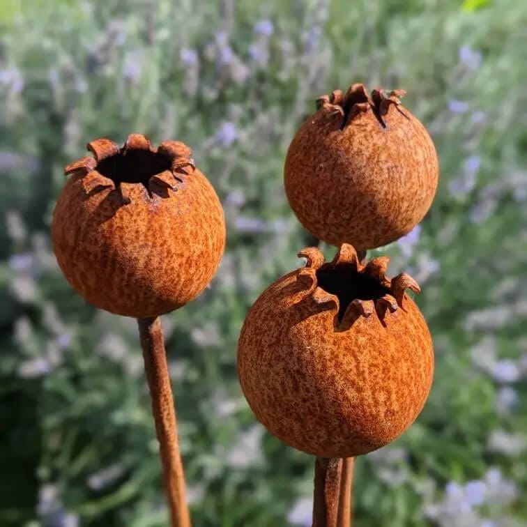 Rusty Metal Poppy Seedhead