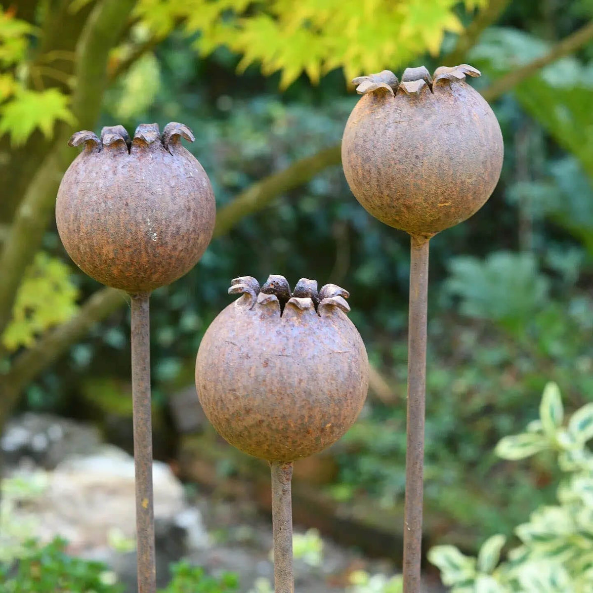 Rusty Metal Poppy Seedhead