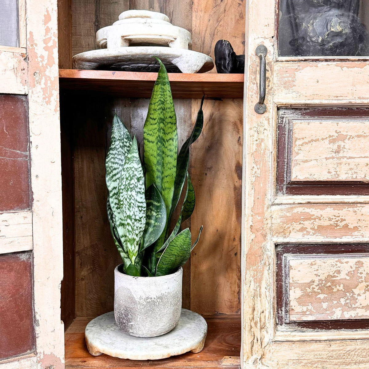 Albero Planter