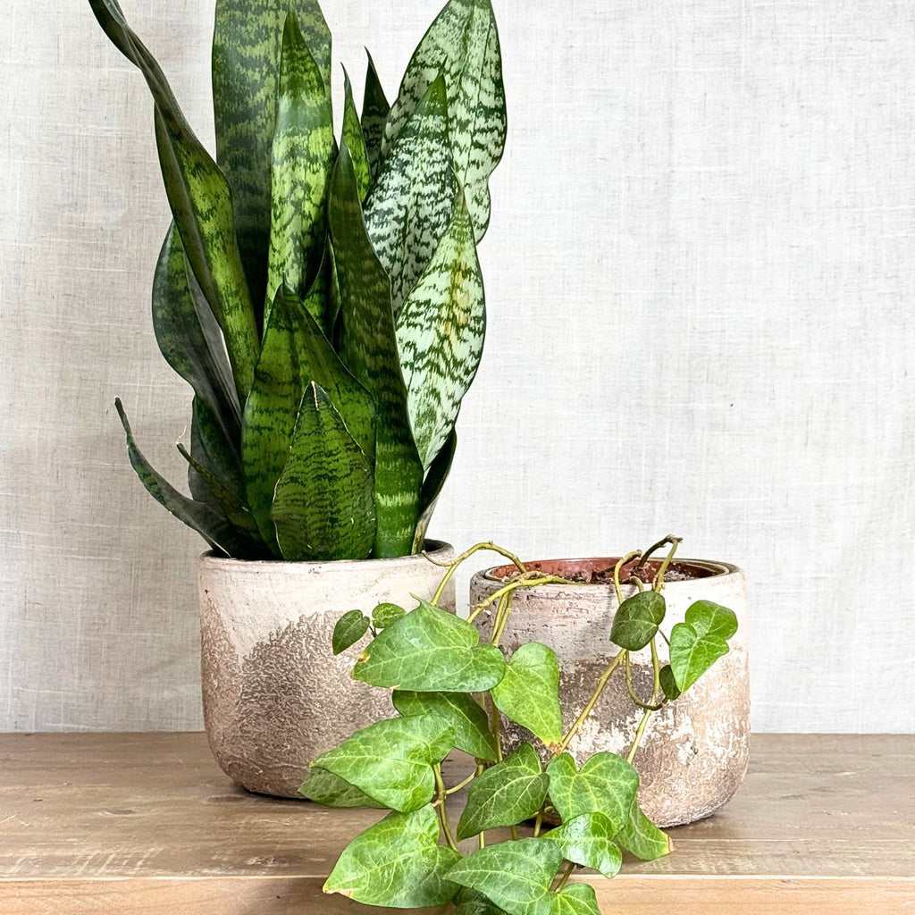 Albero Planter
