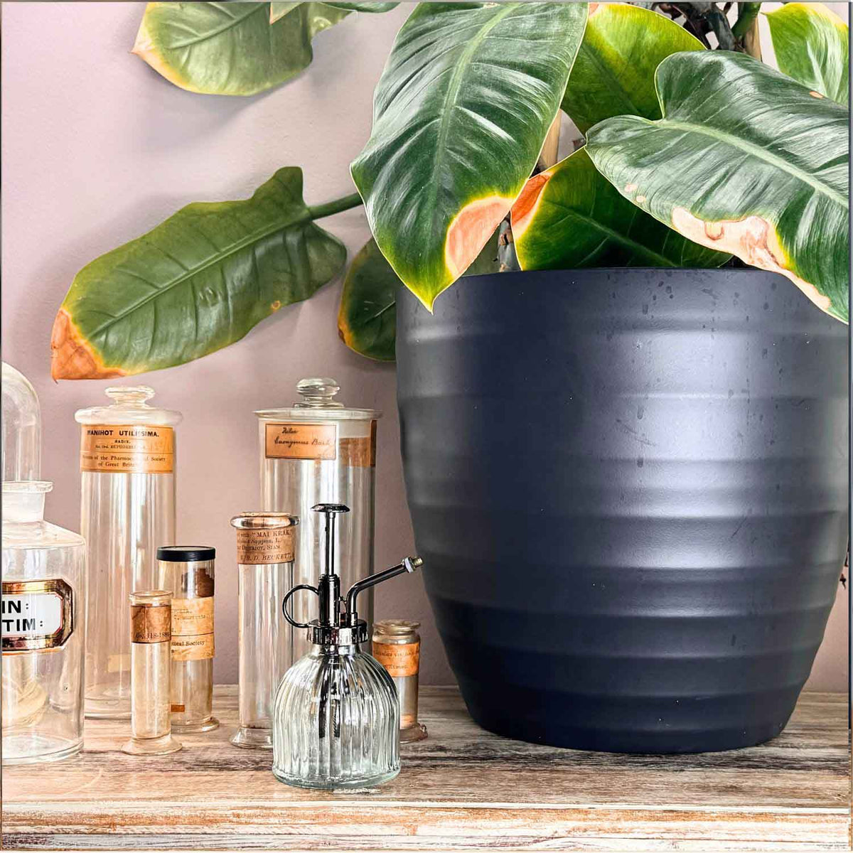 Glass Plant Sprayer