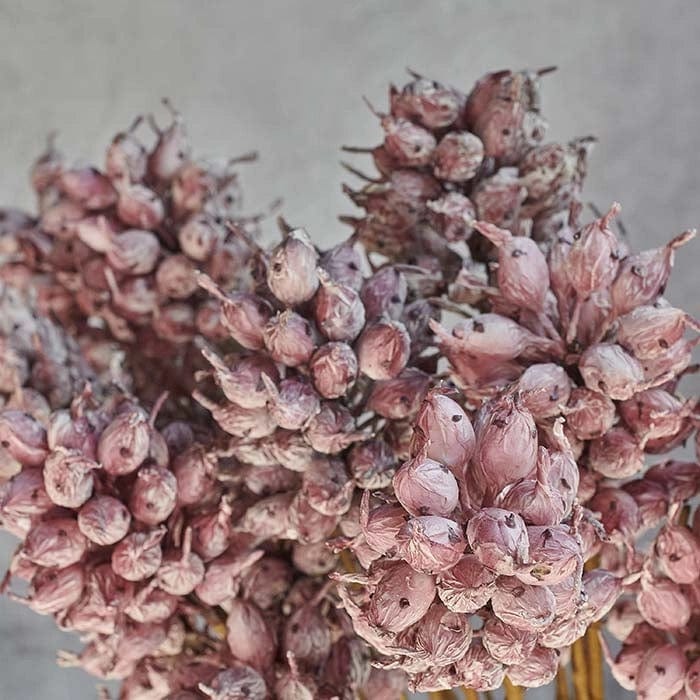 Abigail Ahern Heirloom Thistle Stem - Mauve - Artificial Flo