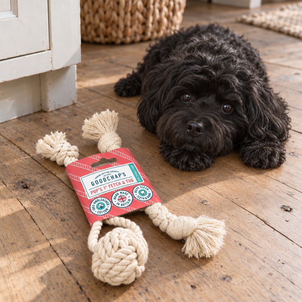 Pup's First Fetch & Tug Toy with a black curly cavapoo dog