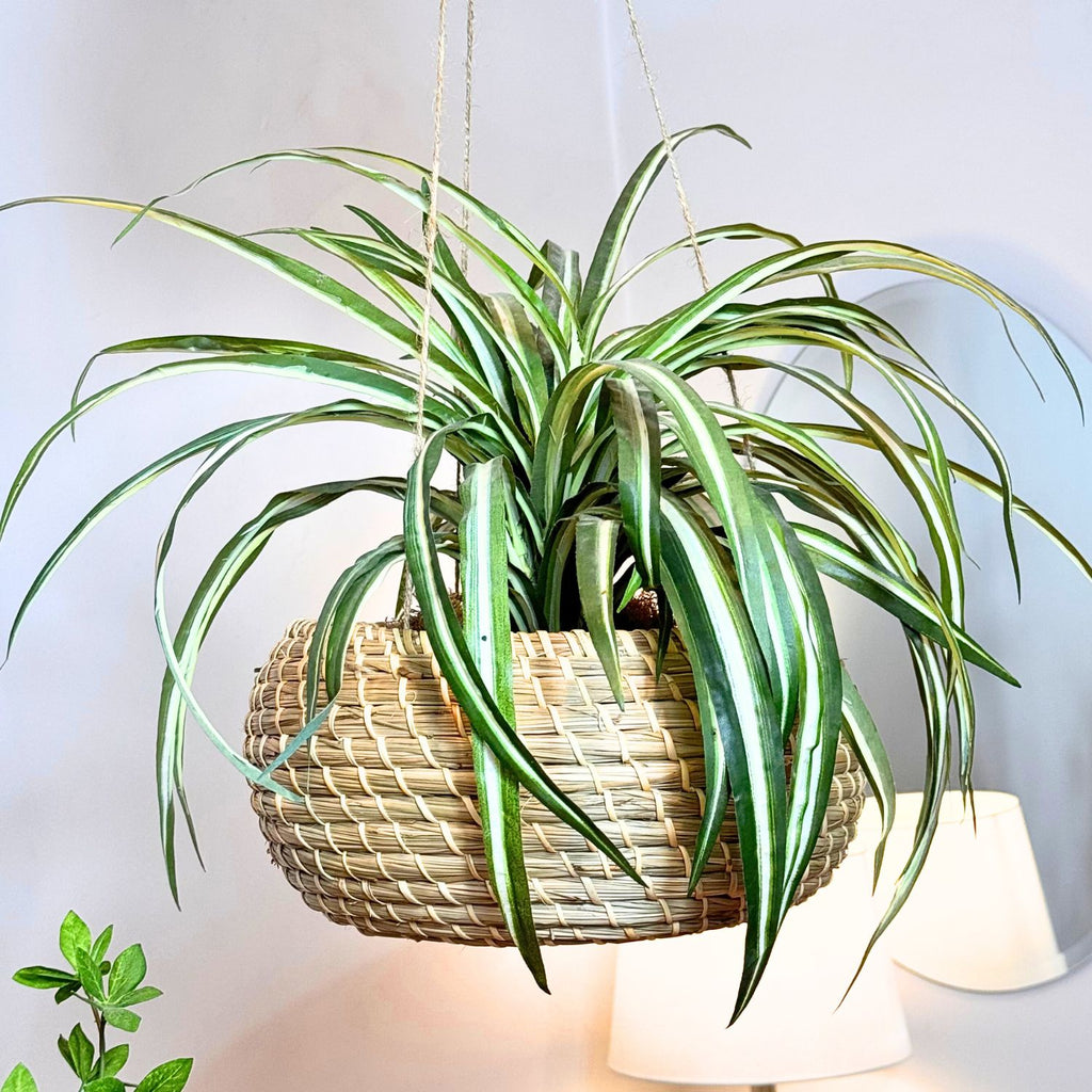 Set of 2 Sustainable Hanging Seagrass Planters